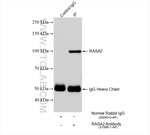 RASA2 Antibody in Immunoprecipitation (IP)