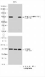 RBKS Antibody in Western Blot (WB)
