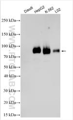 Phospho-SAMHD1 (Thr592) Antibody in Western Blot (WB)