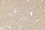 F2 Antibody in Immunohistochemistry (Paraffin) (IHC (P))