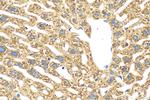 F2 Antibody in Immunohistochemistry (Paraffin) (IHC (P))