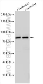 F2 Antibody in Western Blot (WB)