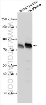 F2 Antibody in Western Blot (WB)