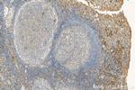 VISTA Antibody in Immunohistochemistry (Paraffin) (IHC (P))