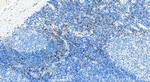 CD209 Antibody in Immunohistochemistry (Paraffin) (IHC (P))