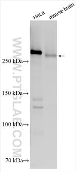 CSPG4 Antibody in Western Blot (WB)