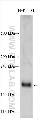 EFHD2 Antibody in Western Blot (WB)