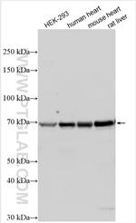 OATP1A2 Antibody in Western Blot (WB)