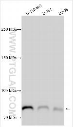 VLGR1 Antibody in Western Blot (WB)