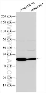 CRYZ Antibody in Western Blot (WB)