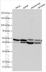 EIF3F Antibody in Western Blot (WB)