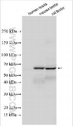 DCHS2 Antibody in Western Blot (WB)