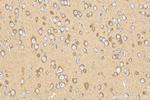 FRMPD3 Antibody in Immunohistochemistry (Paraffin) (IHC (P))