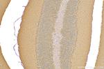 FRMPD3 Antibody in Immunohistochemistry (Paraffin) (IHC (P))