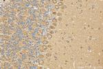 FRMPD3 Antibody in Immunohistochemistry (Paraffin) (IHC (P))