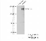 FRMPD3 Antibody in Immunoprecipitation (IP)