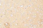 TMEM151A Antibody in Immunohistochemistry (Paraffin) (IHC (P))