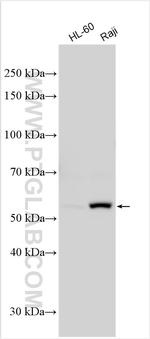 FGR Antibody in Western Blot (WB)
