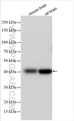 HAPLN1 Antibody in Western Blot (WB)