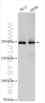 dysferlin Antibody in Western Blot (WB)