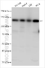 INTS6 Antibody in Western Blot (WB)