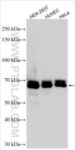 CDC40 Antibody in Western Blot (WB)