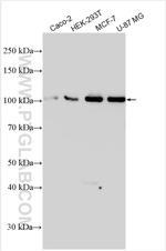 EPB41L4B Antibody in Western Blot (WB)