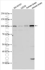 PCDHA1 Antibody in Western Blot (WB)