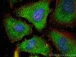 SPTAN1 Antibody in Immunocytochemistry (ICC/IF)