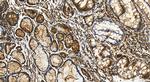 SPTAN1 Antibody in Immunohistochemistry (Paraffin) (IHC (P))