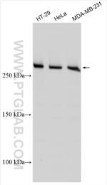 SPTAN1 Antibody in Western Blot (WB)
