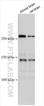SPTAN1 Antibody in Western Blot (WB)