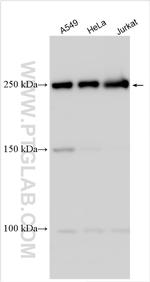 GTF3C1 Antibody in Western Blot (WB)
