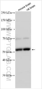 CCDC151 Antibody in Western Blot (WB)