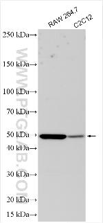 INSM1 Antibody in Western Blot (WB)