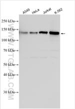 CIZ1 Antibody in Western Blot (WB)