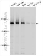 ARFGEF1 Antibody in Western Blot (WB)