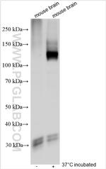ATP2B3/PMCA3 Antibody in Western Blot (WB)