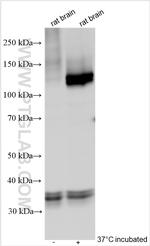 ATP2B3/PMCA3 Antibody in Western Blot (WB)