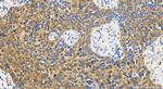 FAM210A Antibody in Immunohistochemistry (Paraffin) (IHC (P))
