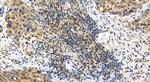 FAM210A Antibody in Immunohistochemistry (Paraffin) (IHC (P))
