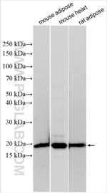 FAM210A Antibody in Western Blot (WB)