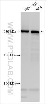 TLN2 Antibody in Western Blot (WB)