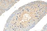 ATP8A2 Antibody in Immunohistochemistry (Paraffin) (IHC (P))