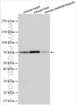 IRX1 Antibody in Western Blot (WB)