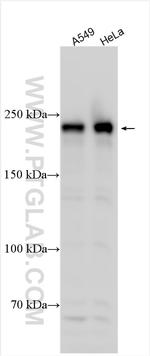 CDK5RAP2 Antibody in Western Blot (WB)