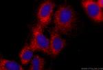 CSDA Antibody in Immunocytochemistry (ICC/IF)