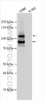 CSDA Antibody in Western Blot (WB)