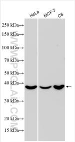 CAB39 Antibody in Western Blot (WB)