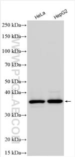 LDAH Antibody in Western Blot (WB)
